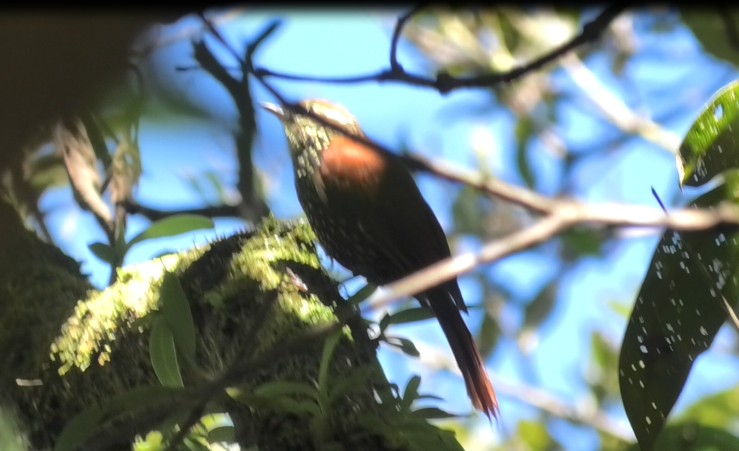 Margarornis squamiger image