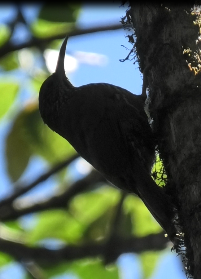 Margarornis image