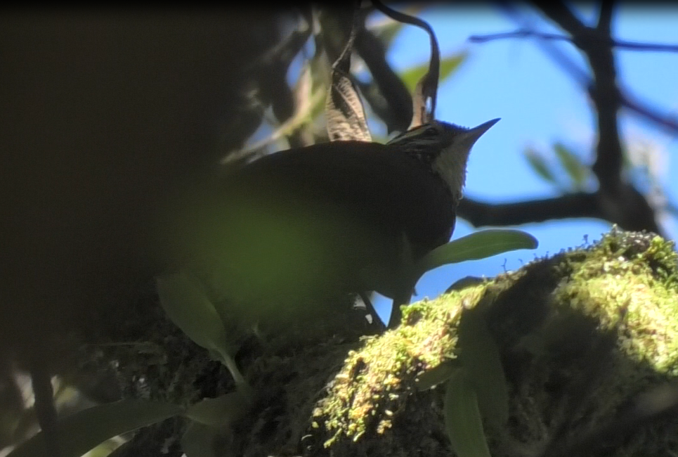 Margarornis squamiger image