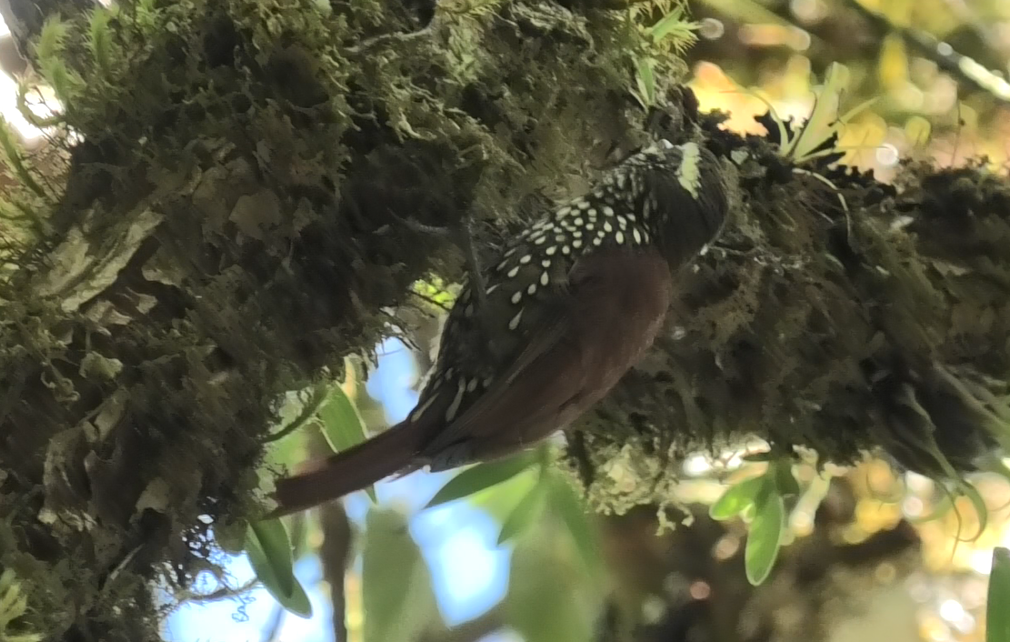 Margarornis squamiger image