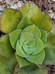 Aeonium canariense subsp. christii image