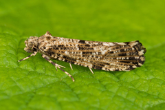 Morophaga choragella