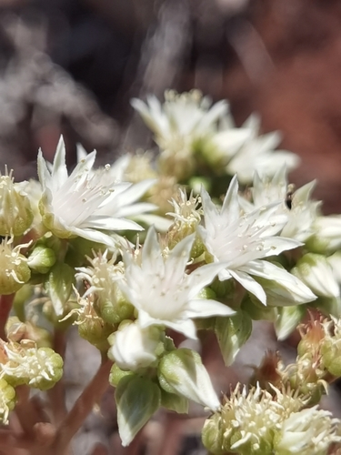 Aeonium davidbramwellii (Aeonium davidbramwellii)