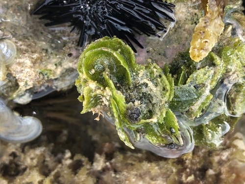 Microdictyon setchellianum observed 2023-04-08