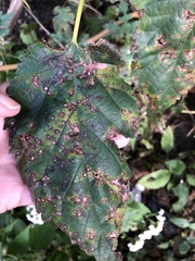Cercospora moricola