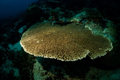 Acropora cytherea observed 2023-04-17