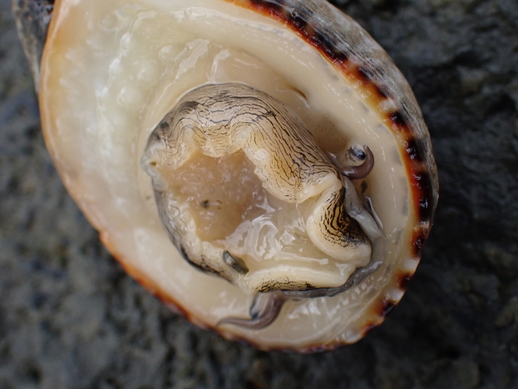 Blotched nerite