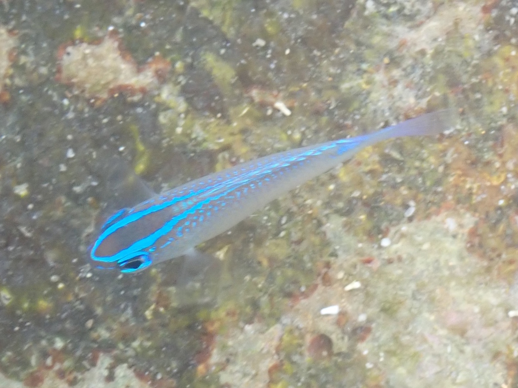Grey demoiselle