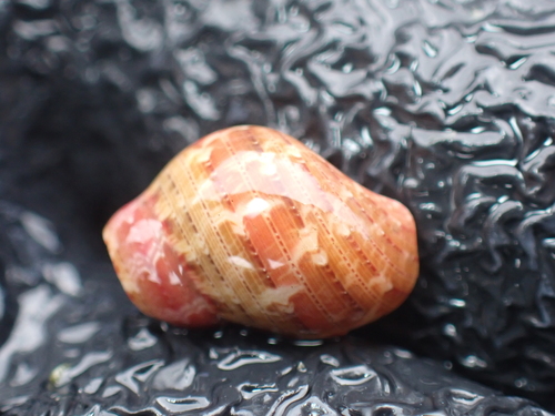 variegated pheasant shell