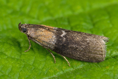 Sciota fumella
