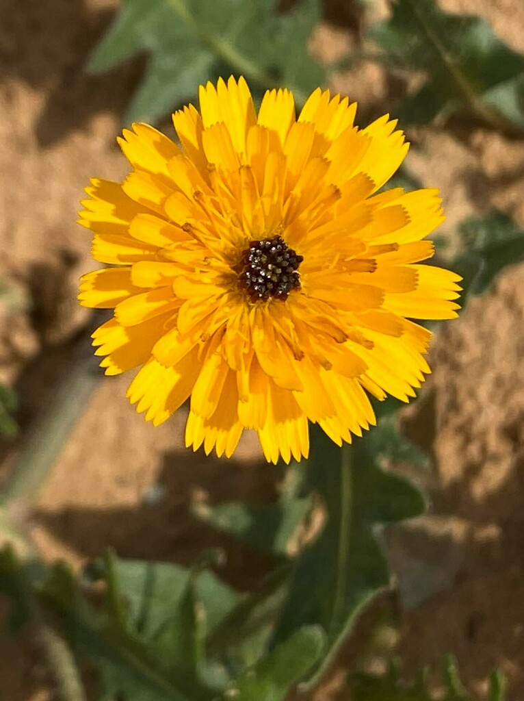 Picris asplenioides