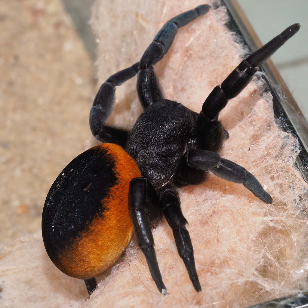 Eresus walckenaeri