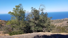 Lyonothamnus floribundus floribundus