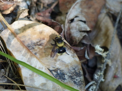 Volucella bombylans