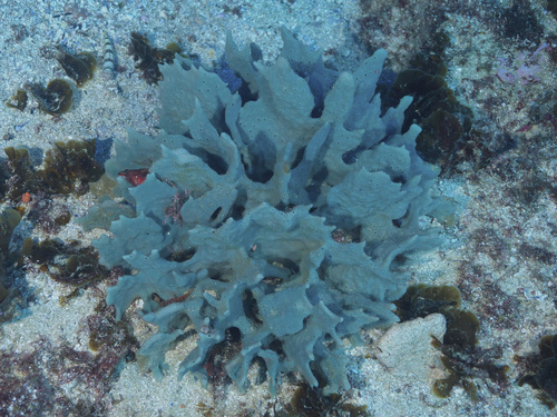 Callyspongia elegans · iNaturalist