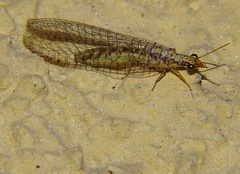 Eremochrysa punctinervis