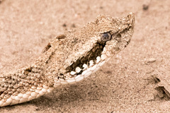Bothrops ammodytoides