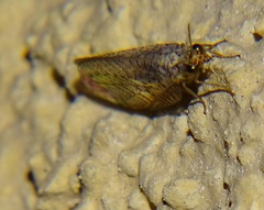 Eremochrysa punctinervis