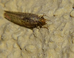 Eremochrysa punctinervis