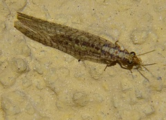 Eremochrysa punctinervis