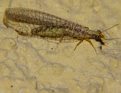 Eremochrysa punctinervis