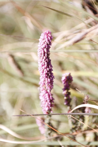 Image of Foxtail Heath (Erica alopecurus) by (c) Tony Rebelo, some rights reserved (CC BY-SA)
