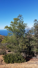 Lyonothamnus floribundus floribundus