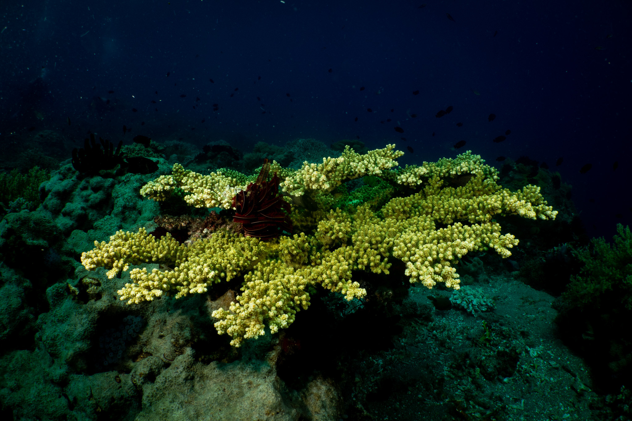 Acropora Florida (Dana, 1846)