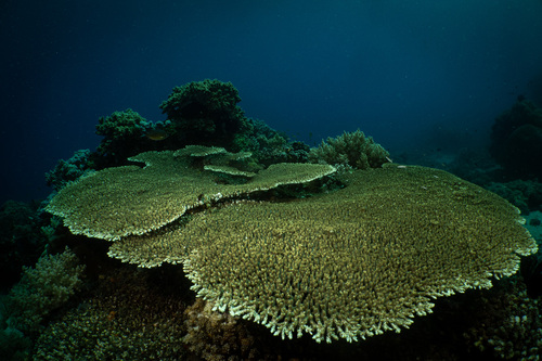 Acropora cytherea observed 2023-04-17
