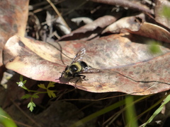 Volucella bombylans