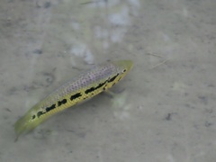 Parachromis friedrichsthalii image