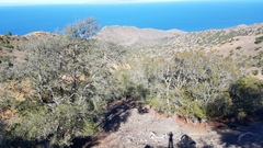 Lyonothamnus floribundus floribundus