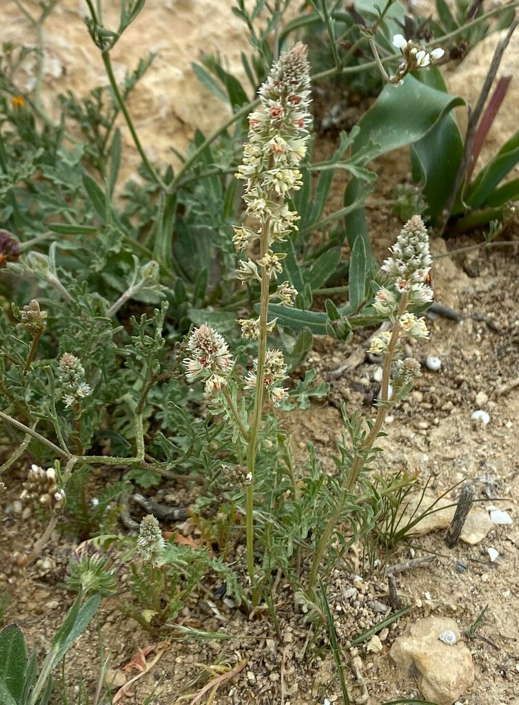 Reseda decursiva