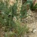 Reseda decursiva - Photo (c) Theodore, some rights reserved (CC BY-NC), uploaded by Theodore