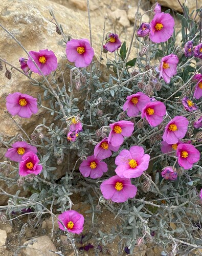 Helianthemum vesicarium