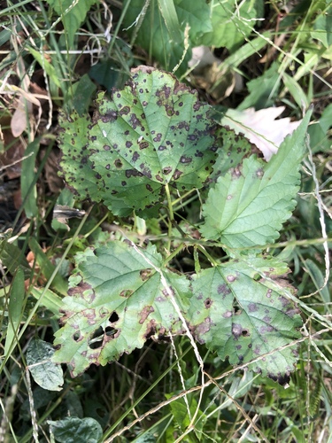 Mulberry Leaf Spot