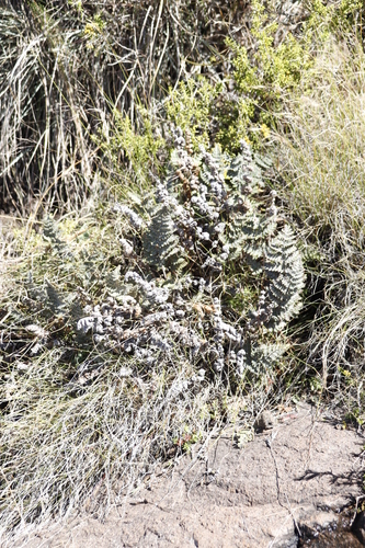 Image of Cheilanthes eckloniana by (c) Tony Rebelo, some rights reserved (CC BY-SA)
