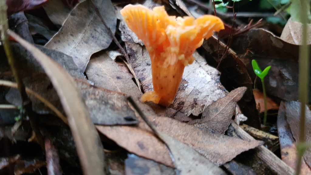 Australian chanterelle from Sydney NSW, Australia on April 21, 2023 at