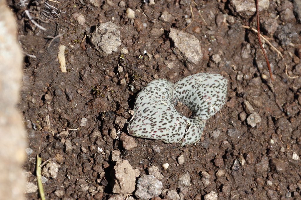 Massonia amoena, Balloch Rim hike, peaks, Balloch campsite to Glen Gyle Peak