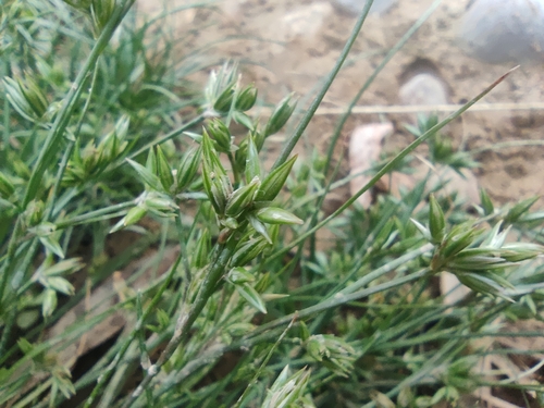 Image of Juncus hybridus by (c) Santiago Martín-Bravo, some rights reserved (CC BY)