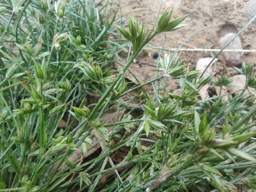 Image of Juncus hybridus by (c) Santiago Martín-Bravo, some rights reserved (CC BY)