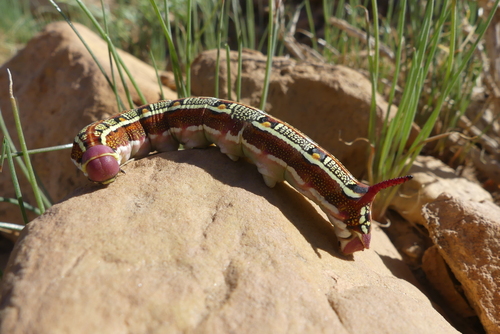 Striped Hawkmoth