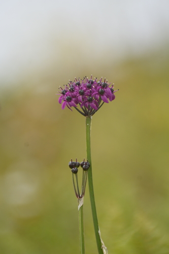 Allium wallichii, photograph 3