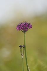 (c) Tandin Wangdi, some rights reserved (CC BY) Allium wallichii, photograph (c) Tandin Wangdi, some rights reserved (CC BY)