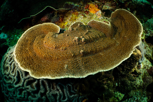 Podabacia crustacea observed 2023-04-17
