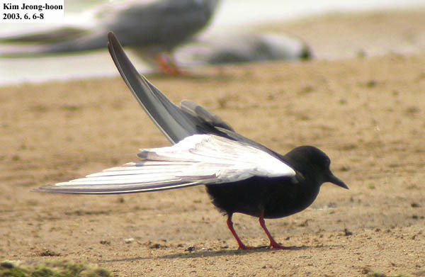 White-winged Black Tern (Chlidonias leucopterus)