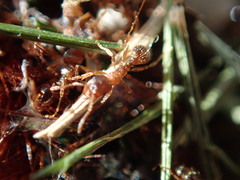 Pheidole pilifera
