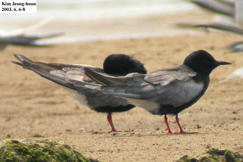 White-winged Tern