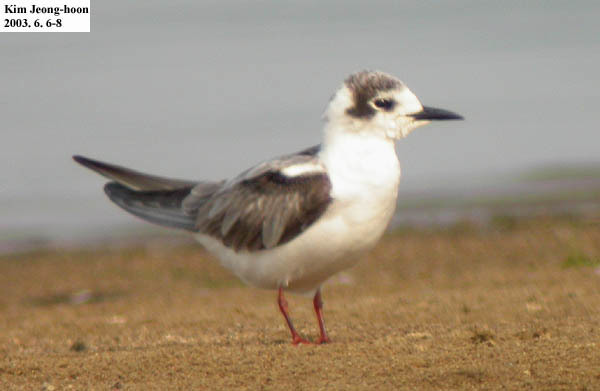 Foto de White-winged Tern