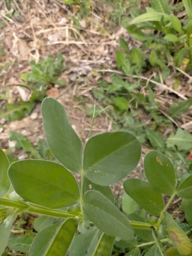 Image of Vicia johannis by (c) Samantha Bazan, some rights reserved (CC BY)